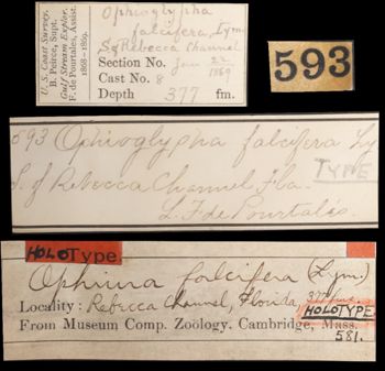 Media type: image;   Invertebrate Zoology OPH-581 Aspect: labels